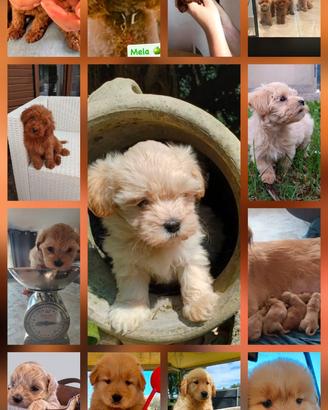 Golden retriver americani