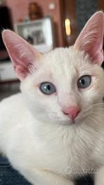 Gattini