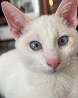 Gattini