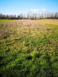 Terreno agricolo