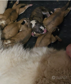 Akita inu giapponese