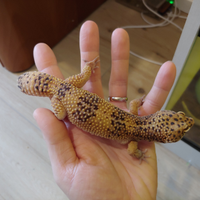 Geco leopardino maschio