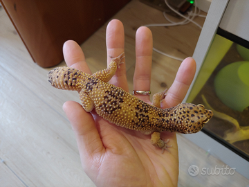 Geco leopardino maschio