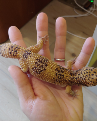 Geco leopardino maschio