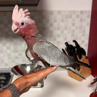 Pappagallo