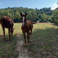 Puledri quarter horse