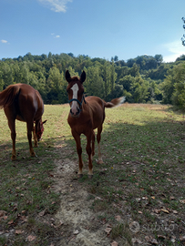 Puledri quarter horse