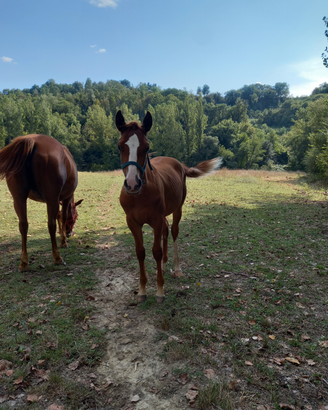 Puledri quarter horse