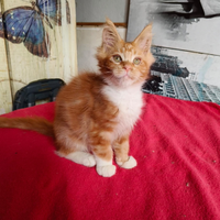 Maschietto Maine Coon per Natale, pedigree Anfi