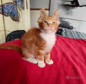 Maschietto Maine Coon per Natale, pedigree Anfi