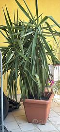 Piante varie