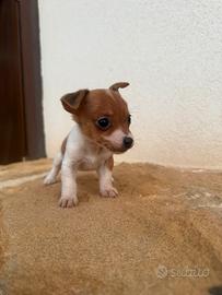 Jack russel toy