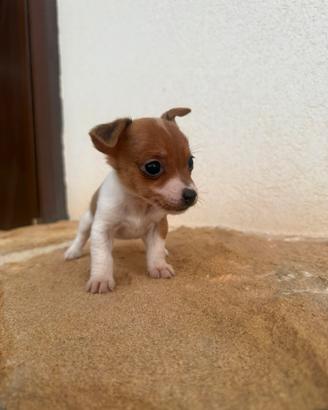 Jack russel toy