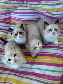 Ragdoll