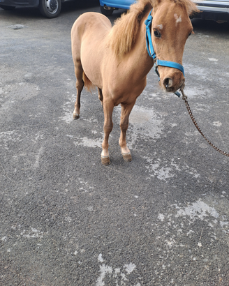 Pony