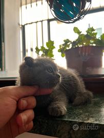 Scottish fold/stright
