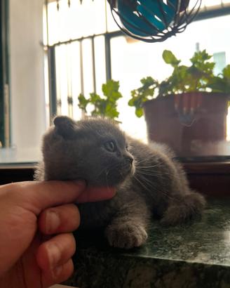 Scottish fold/stright