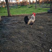 Gallo galletto gallina