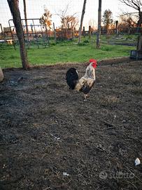 Gallo galletto gallina