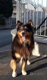 Pastore Australiano per accoppiamento