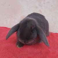 Conigli nani minilop