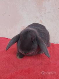 Conigli nani minilop