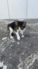 4 Gattini per adozione di 1 mese e