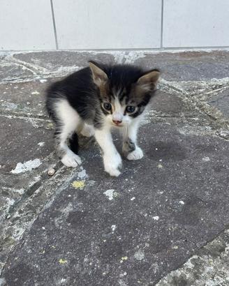 4 Gattini per adozione di 1 mese e