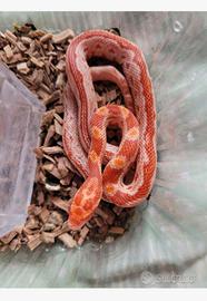 Serpenti del grano si vendono in coppia