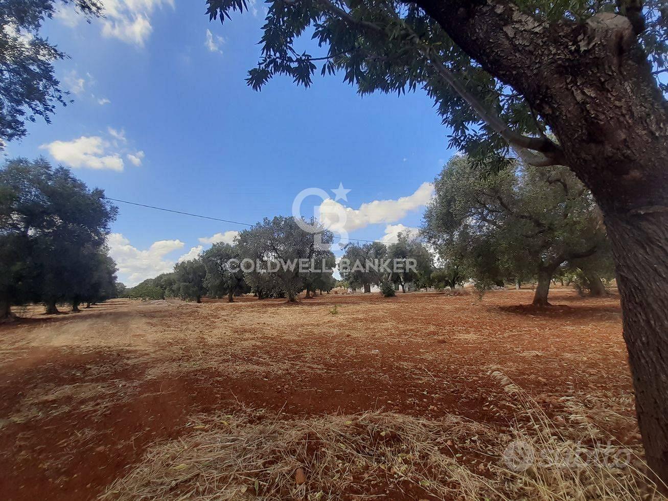 Terreno agricolo - San Vito dei Normanni - Vista 2