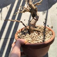 pre bonsai melograno 
