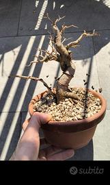 pre bonsai melograno 