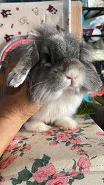 Conigli Fuzzy Lop disponibili