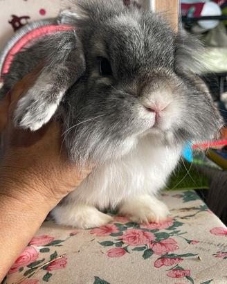 Conigli Fuzzy Lop disponibili