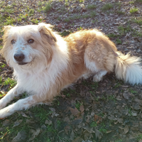 Cane buono e ubbidiente ideale per famiglie
