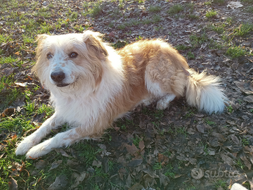 Cane buono e ubbidiente ideale per famiglie