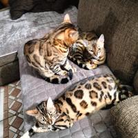 Gatto del bengala cucciolo