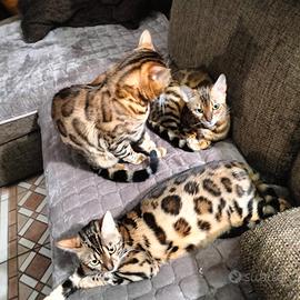 Gatto del bengala cucciolo