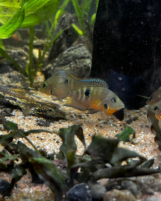 Cichlasoma meeki