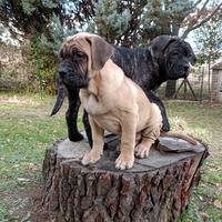 Cuccioli cane corso