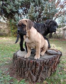 Cuccioli cane corso