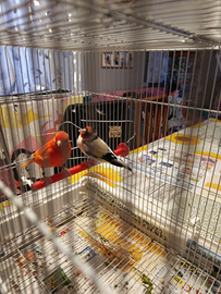 Coppia cardellino e canarina