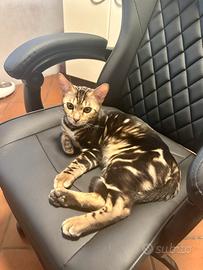 Gatto Bengala
