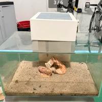 Acquario 30 litri  Completo di tutto