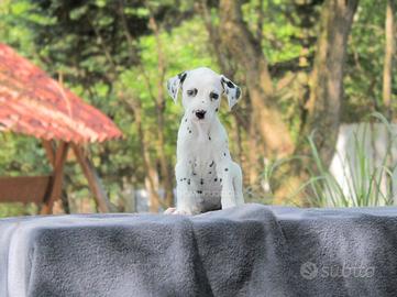 Dalmata femmina disponibile