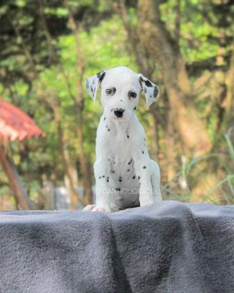 Dalmata femmina disponibile