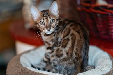 Gattina bengala brown spotted