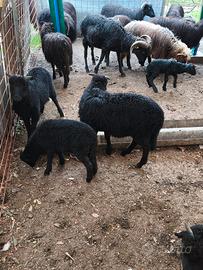 Agnelle nere si arbus