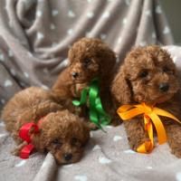 Cuccioli Barboncini red