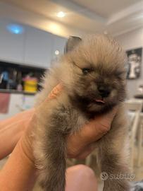 POMERANIA SPITZ -VOLPINO NANO